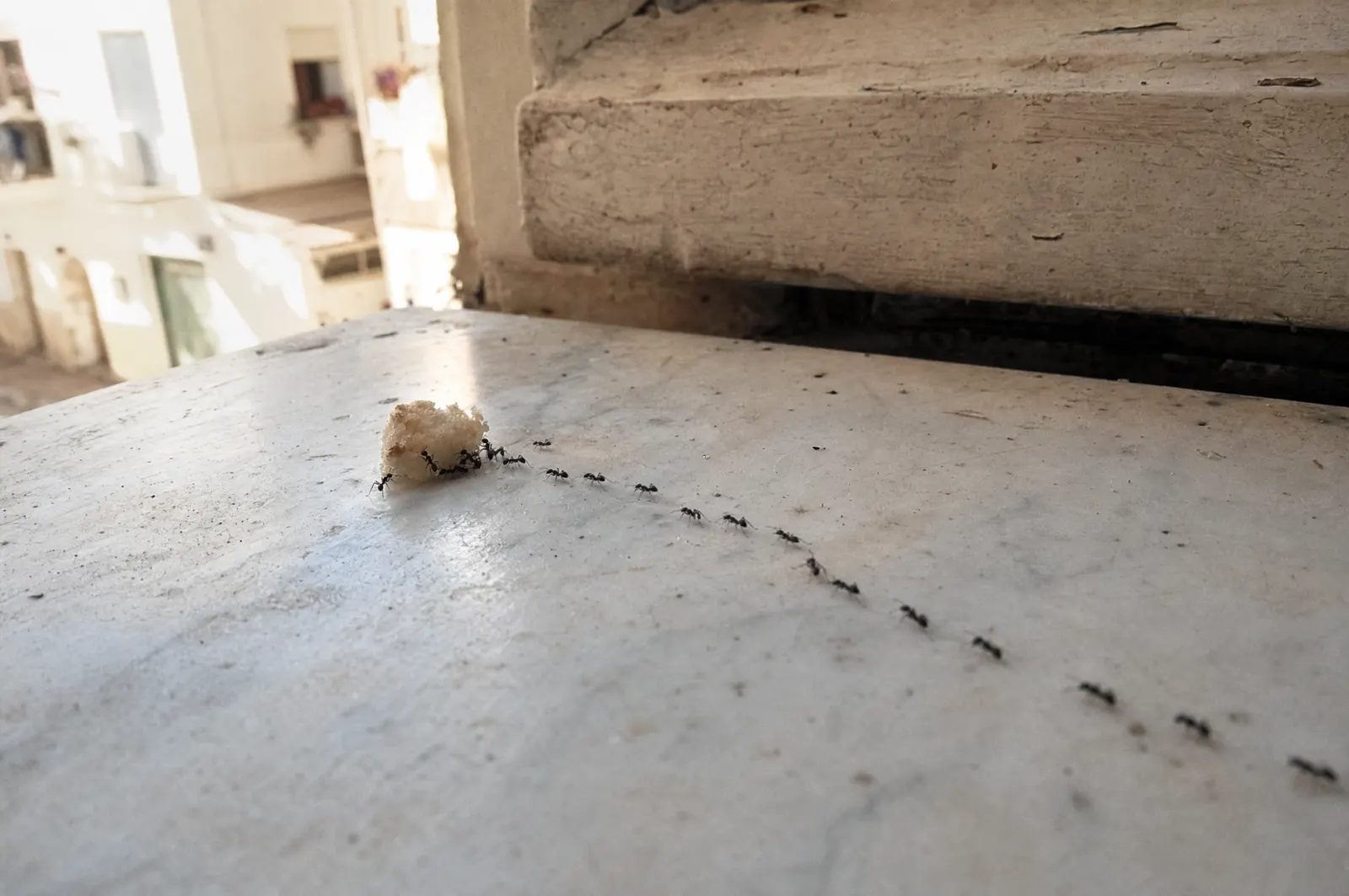 Fourmis à Nice