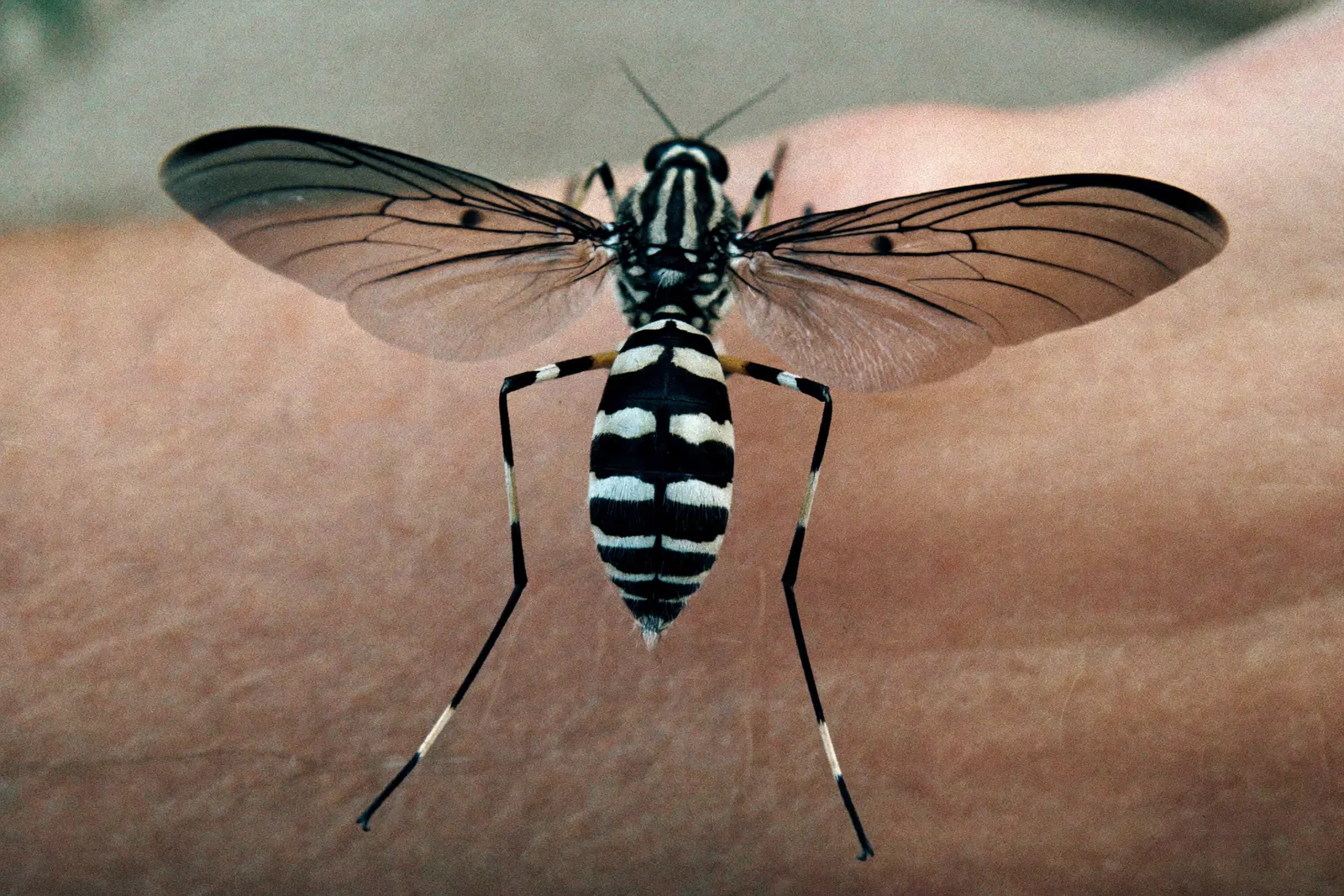 Moustiques, nuisible traité dans les Alpes-Maritimes