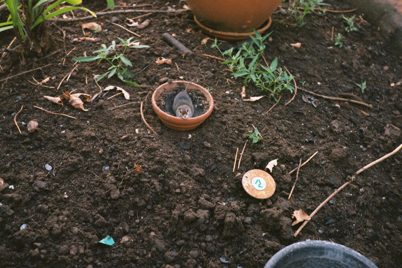 Mulots & rongeurs de jardin à Nice